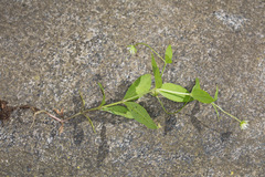 Pseudostellaria europaea