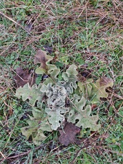 Verbascum undulatum