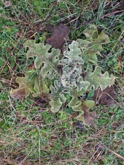 Verbascum undulatum