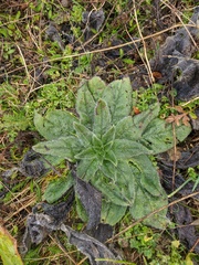 Echium italicum biebersteinii