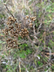 Achillea setacea