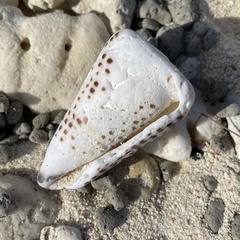 Conus litteratus