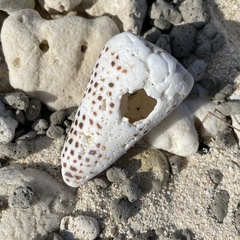 Conus litteratus