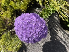 Pseudoselago pulchra