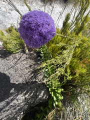 Pseudoselago pulchra