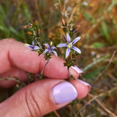Wahlenbergia subulata