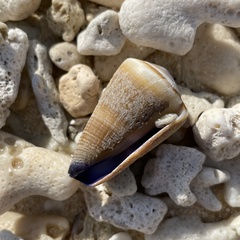 Conus flavidus