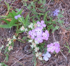 Phlox glabriflora