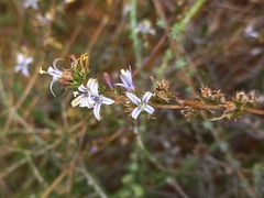 Wahlenbergia subulata