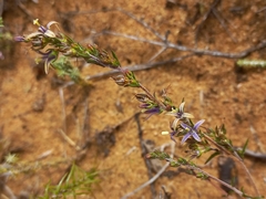 Wahlenbergia subulata