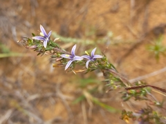 Wahlenbergia subulata