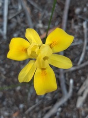 Moraea neglecta