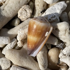 Conus planorbis