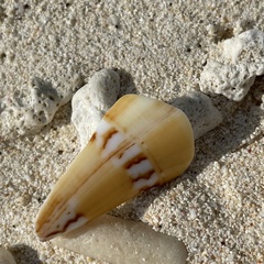 Conus generalis