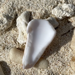 Conus generalis