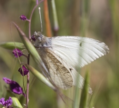 Anthocharis lanceolata