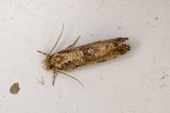 Morophaga choragella