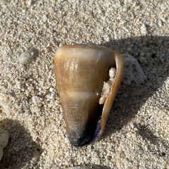 Conus flavidus