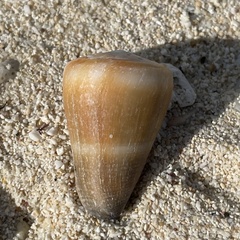 Conus flavidus