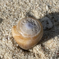 Conus flavidus