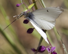 Anthocharis lanceolata