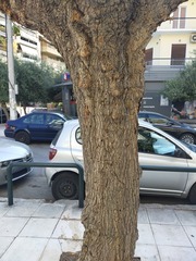 Xylotrechus chinensis