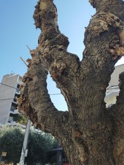 Xylotrechus chinensis