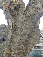 Xylotrechus chinensis