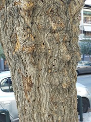 Xylotrechus chinensis