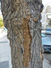 Xylotrechus chinensis