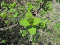 Lonicera iberica