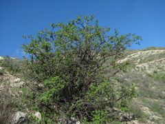Lonicera iberica