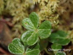 Oxalis griffithii taimonii