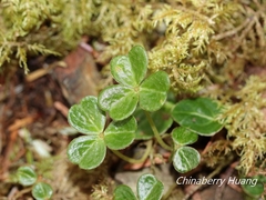 Oxalis griffithii taimonii