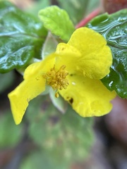 Hibbertia grossulariifolia