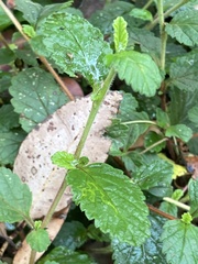 Hibbertia grossulariifolia