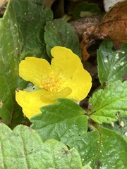 Hibbertia grossulariifolia