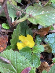 Hibbertia grossulariifolia