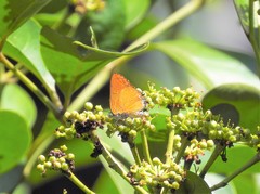 Pseudotajuria donatana