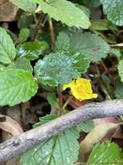 Hibbertia grossulariifolia