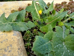 Sonchus oleraceus