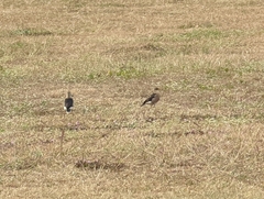 Acridotheres leucocephalus