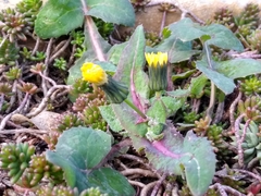 Sonchus oleraceus