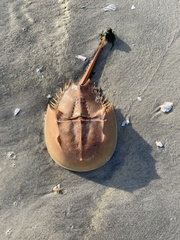 Limulus polyphemus