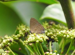 Rapala manea chozeba