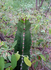 Euphorbia ingens image