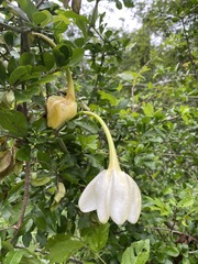 Gardenia cornuta image