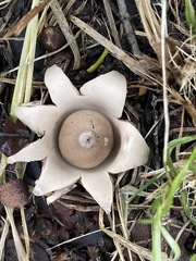 Geastrum schweinitzii