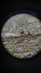 Rupicapra pyrenaica parva