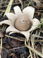 Geastrum schweinitzii